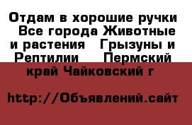 Отдам в хорошие ручки - Все города Животные и растения » Грызуны и Рептилии   . Пермский край,Чайковский г.